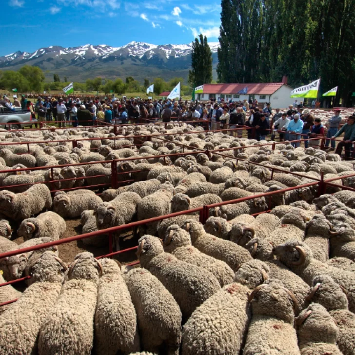 Apuntes de una estancia que apuesta la búsqueda de excelencia integrando genética y producción de elite