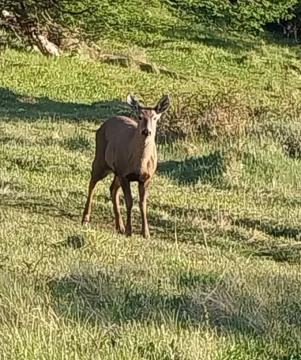 Preocupa que perros sueltos de El Chaltén ataquen a los huemules jóvenes del Parque Nacional Los Glaciares