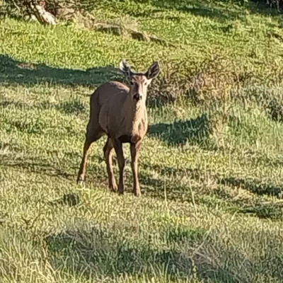 Preocupa que perros sueltos de El Chaltén ataquen a los huemules jóvenes del Parque Nacional Los Glaciares Preocupa que perros sueltos de El Chaltén ataquen a los huemules jóvenes del Parque Nacional Los Glaciares