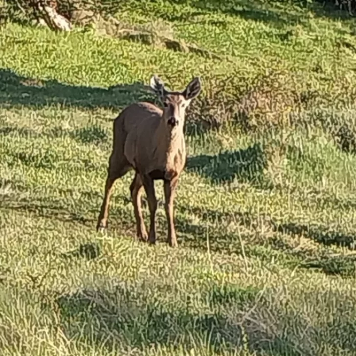 Preocupa que perros sueltos de El Chaltén ataquen a los huemules jóvenes del Parque Nacional Los Glaciares