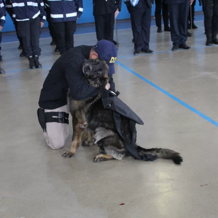 “Candy”, el can especializado en detección de narcóticos, se “jubiló”: “Se fue como se merecía, con honores” “Candy”, el can especializado en detección de narcóticos, se “jubiló”: “Se fue como se merecía, con honores”