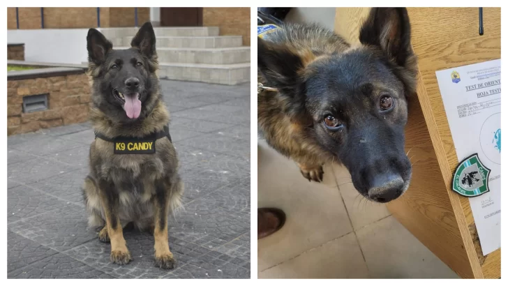 “Candy”, el can especializado en detección de narcóticos, se “jubila”