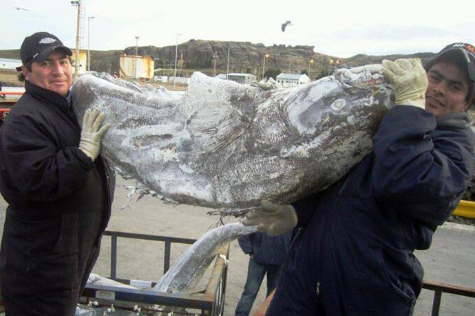  Ya se llevan desembarcados en Deseado, casi 10% más de merluza negra, qu en todo el 2024.