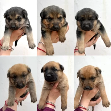 Darán en adopción a los perritos abandonados junto a su mamá en un descampado Darán en adopción a los perritos abandonados junto a su mamá en un descampado