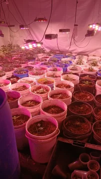 Secuestro de plantas de marihuana y varios detenidos tras una serie de allanamientos en Caleta Olivia Secuestro de plantas de marihuana y varios detenidos tras una serie de allanamientos en Caleta Olivia