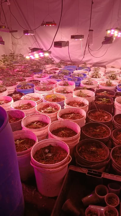 Secuestro de plantas de marihuana y varios detenidos tras una serie de allanamientos en Caleta Olivia