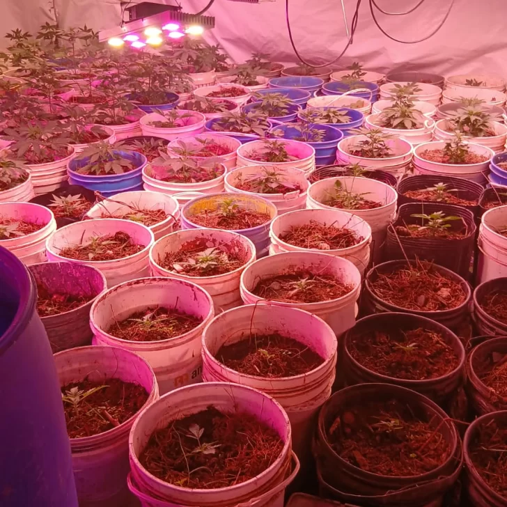 Secuestro de plantas de marihuana y varios detenidos tras una serie de allanamientos en Caleta Olivia Secuestro de plantas de marihuana y varios detenidos tras una serie de allanamientos en Caleta Olivia