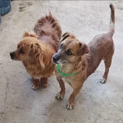 Buscan una familia para Kuka y Loco, los perritos que perdieron a su mamá en un trágico ataque