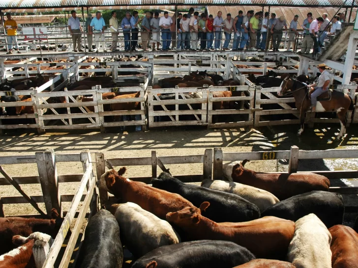  El menor ingresos de hacienda a los mercados argentinos es otro punto clave del encarecimiento interno del precio de la carne.