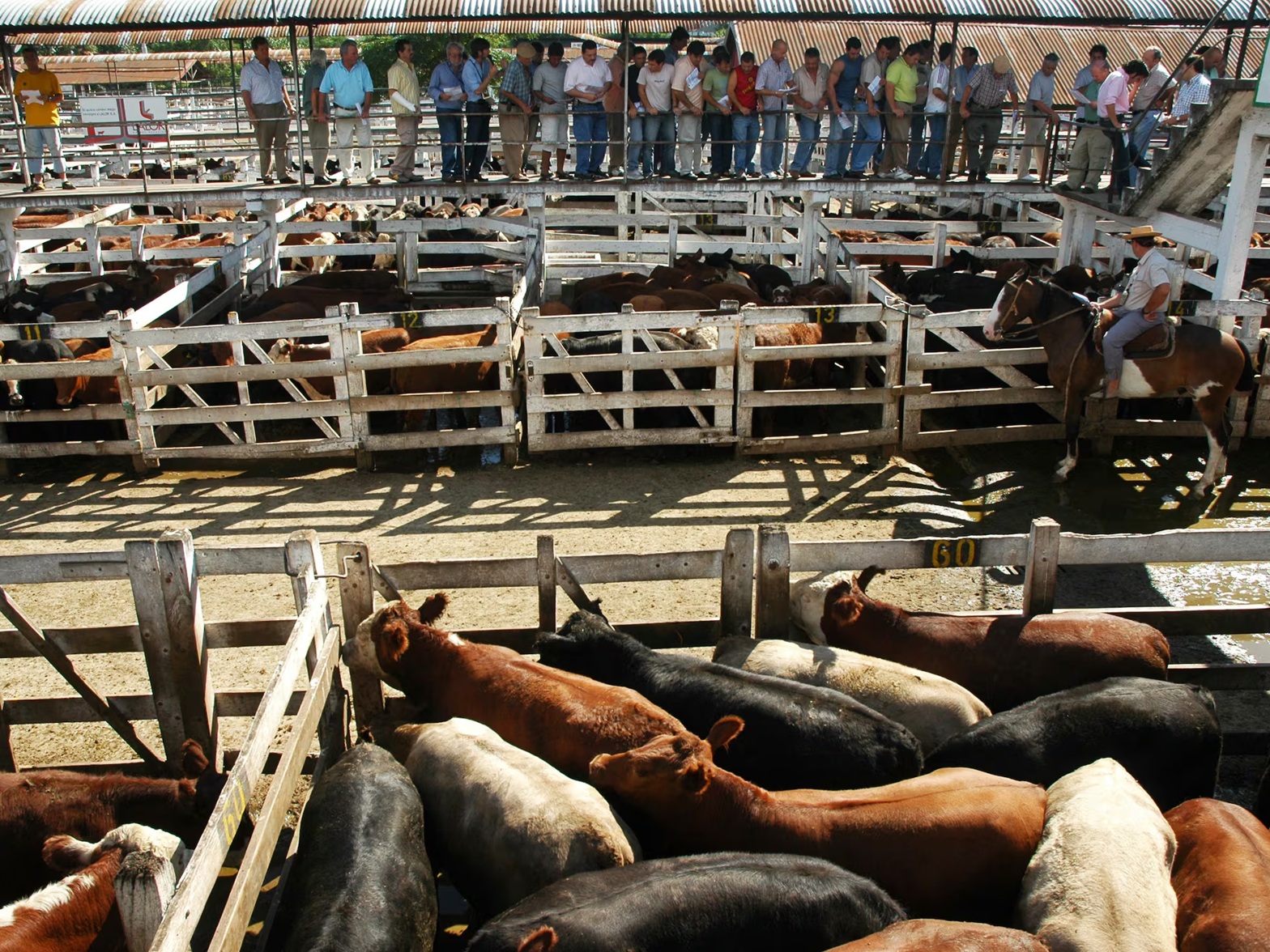 El menor ingresos de hacienda a los mercados argentinos es otro punto clave del encarecimiento interno del precio de la carne.