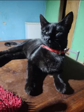 Apareció “El Negro”: el gatito que era buscado tras el voraz incendio que consumió una casa en Río Gallegos