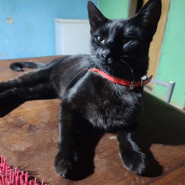 Apareció “El Negro”: el gatito que era buscado tras el voraz incendio que consumió una casa en Río Gallegos