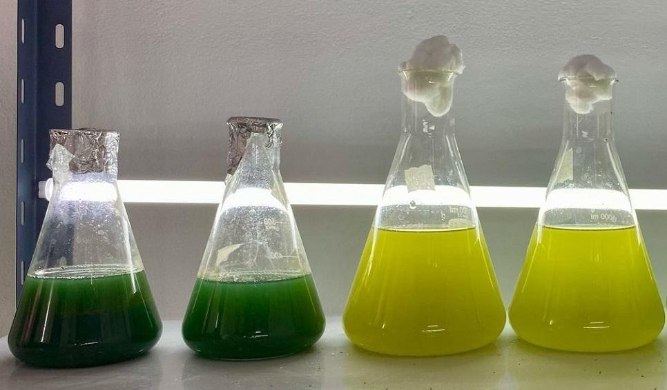  Supervisan procesos de captura de CO₂ y tratamiento de efluentes hídricos mediante sistemas basados en microalgas.