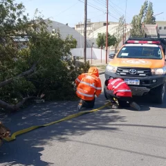 “Uno de los peores temporales de viento en la última década en Las Heras”: árboles de 70 años caídos y voladuras de techos que pudieron ser tragedia