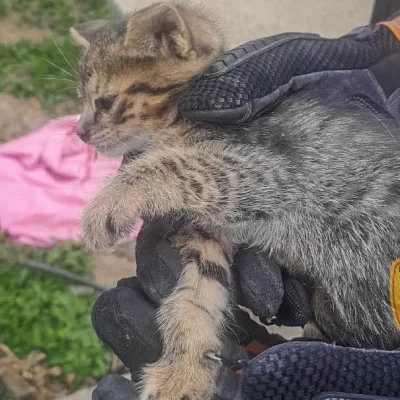Rescataron a gatito que estaba atascado en un caño de agua en Puerto San Julián Rescataron a gatito que estaba atascado en un caño de agua en Puerto San Julián
