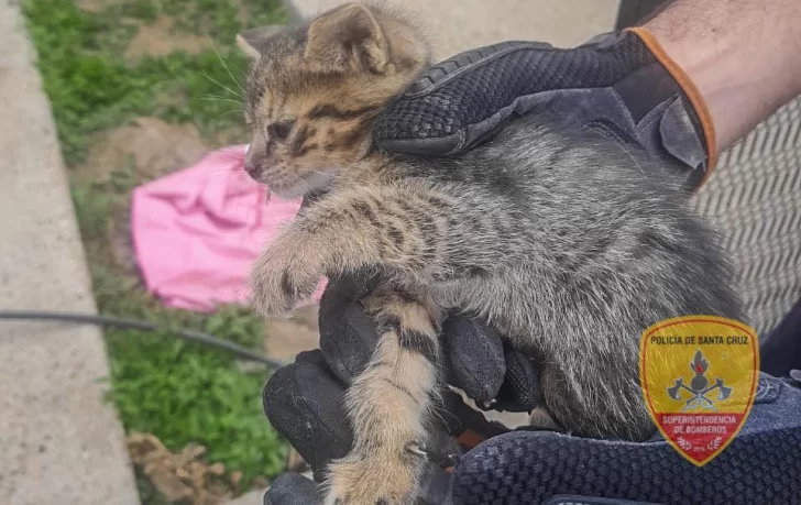 Rescataron a gatito que estaba atascado en un caño de agua en Puerto San Julián