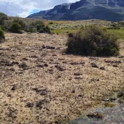 La tucura sapo arrasó con un campo centenario en el norte de Santa Cruz y encendió alertas productivas La tucura sapo arrasó con un campo centenario en el norte de Santa Cruz y encendió alertas productivas