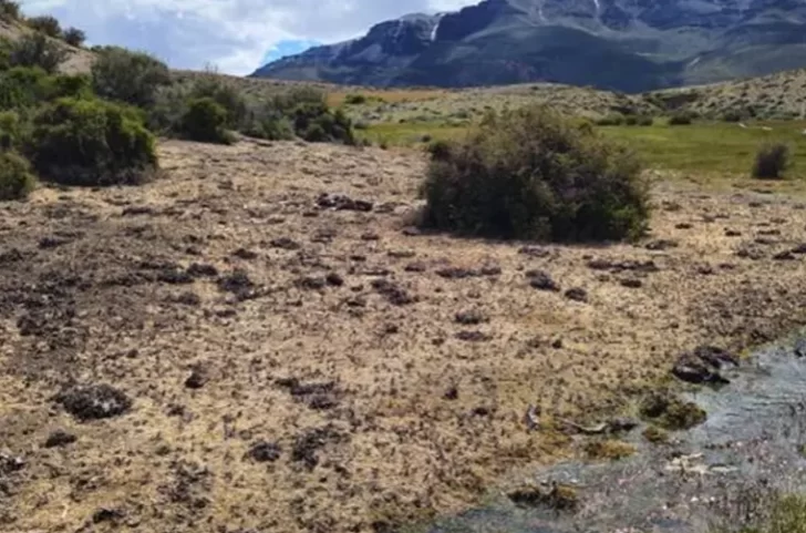 La tucura sapo arrasó con un campo centenario en el norte de Santa Cruz y encendió alertas productivas