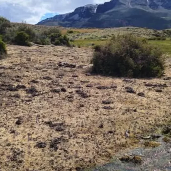 La tucura sapo arrasó con un campo centenario en el norte de Santa Cruz y encendió alertas productivas