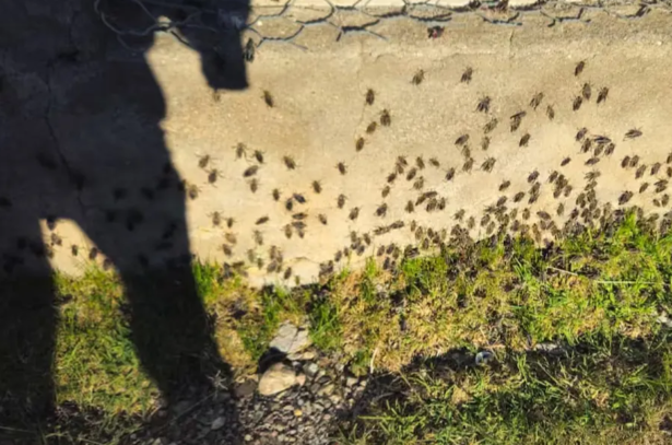 Tucuras sapo trepan por las paredes de la casa en la estancia El Correntoso.