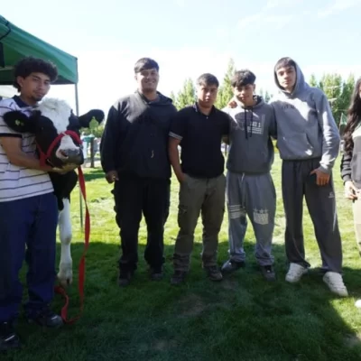 Escuela Agropecuaria: Victoria, la ternera que nació por inseminación artificial y hoy convive con los alumnos