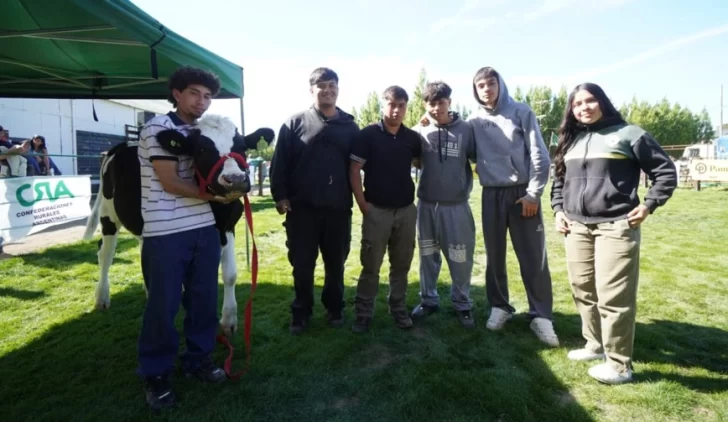 Escuela Agropecuaria: Victoria, la ternera que nació por inseminación artificial y hoy convive con los alumnos