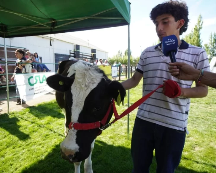  Humberto, el encargado de pasear a la ternera. FOTO: LEANDRO FRANCO/LA OPINIÓN AUSTRAL