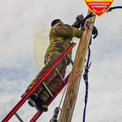 Gatito quedó atrapado en una palma de energía y fue rescatado por bomberos en Pico Truncado Gatito quedó atrapado en una palma de energía y fue rescatado por bomberos en Pico Truncado
