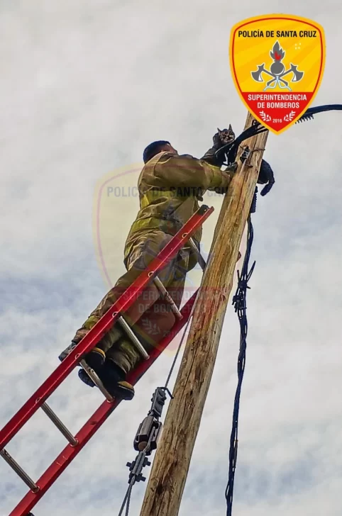 Gatito quedó atrapado en una palma de energía y fue rescatado por bomberos en Pico Truncado