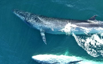 Se presentará el documental “SEI, la ballena desconocida” que habita en el Golfo San Jorge Se presentará el documental “SEI, la ballena desconocida” que habita en el Golfo San Jorge