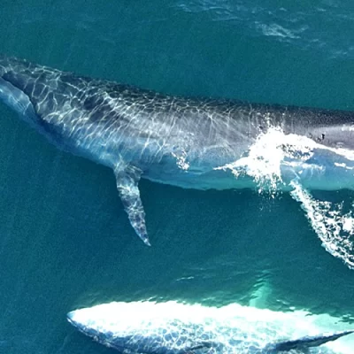 Se presentará el documental “SEI, la ballena desconocida” que habita en el Golfo San Jorge