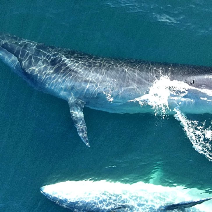 Se presentará el documental “SEI, la ballena desconocida” que habita en el Golfo San Jorge Se presentará el documental “SEI, la ballena desconocida” que habita en el Golfo San Jorge