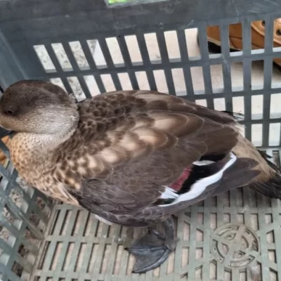 Rescataron a un pato crestón hallado en plena avenida de 28 de Noviembre Rescataron a un pato crestón hallado en plena avenida de 28 de Noviembre