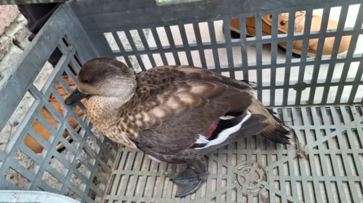 Rescataron a un pato crestón hallado en plena avenida de 28 de Noviembre