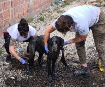 El drama de dos perros que cayeron en una pileta con petróleo en Las Heras El drama de dos perros que cayeron en una pileta con petróleo en Las Heras