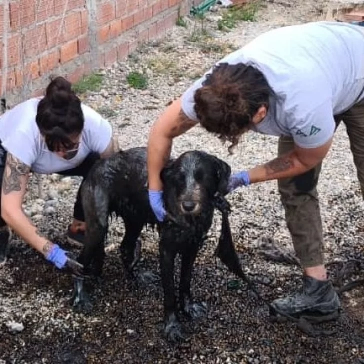 El drama de dos perros que cayeron en una pileta con petróleo en Las Heras El drama de dos perros que cayeron en una pileta con petróleo en Las Heras