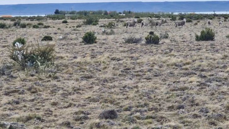 Residuos sólidos urbanos afectan producción ganadera en Río Gallegos