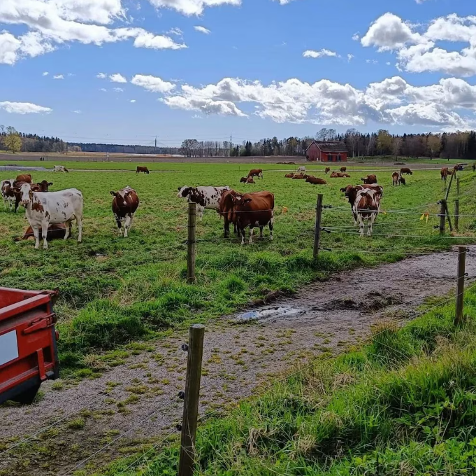 Una diputada kirchnerista propuso un impuesto a las flatulencias de las vacas y desató la polémica: &#8220;Hay una desinformación abismal&#8221;