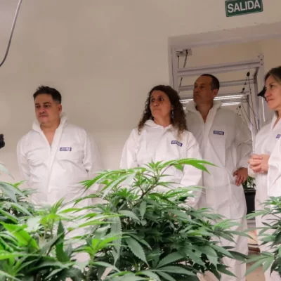 Cannabis medicinal: la empresa KCBD y CONICET firmaron un convenio para investigar sus efectos en el cáncer y el dolor Cannabis medicinal: la empresa KCBD y CONICET firmaron un convenio para investigar sus efectos en el cáncer y el dolor