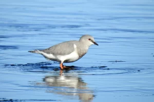 Realizarán el quinto censo binacional del chorlito ceniciento: una especie única y en riesgo