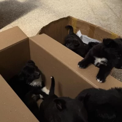 Dan en adopción a los perritos abandonados en el vaciadero de Río Gallegos: cuáles son los requisitos Dan en adopción a los perritos abandonados en el vaciadero de Río Gallegos: cuáles son los requisitos