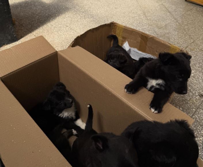 Dan en adopción a los perritos abandonados en el vaciadero de Río Gallegos: cuáles son los requisitos