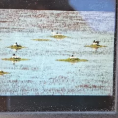 Hallaron 24 nidos de Maca Tobiano en la meseta del Lago Buenos Aires