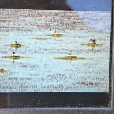 Hallaron 24 nidos de Maca Tobiano en la meseta del Lago Buenos Aires Hallaron 24 nidos de Maca Tobiano en la meseta del Lago Buenos Aires
