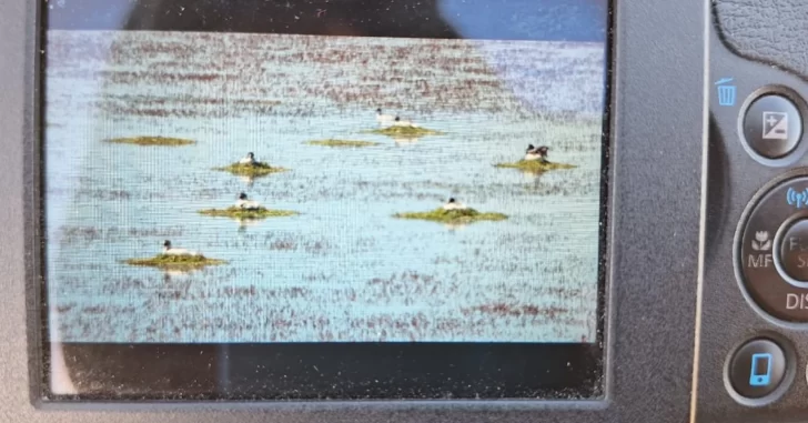 Hallaron 24 nidos de Maca Tobiano en la meseta del Lago Buenos Aires