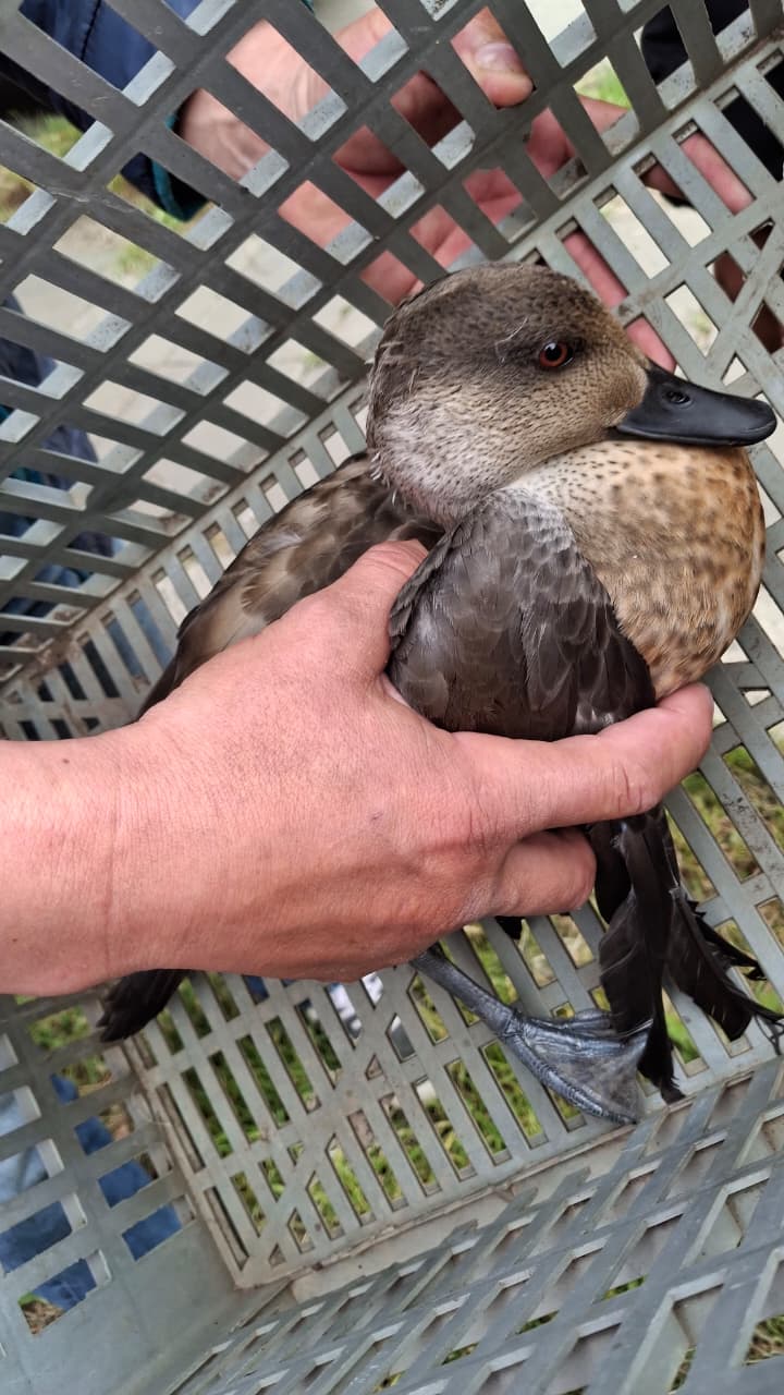  Hallan un pato crestón en zona urbana y lo liberan en Valle Primavera.