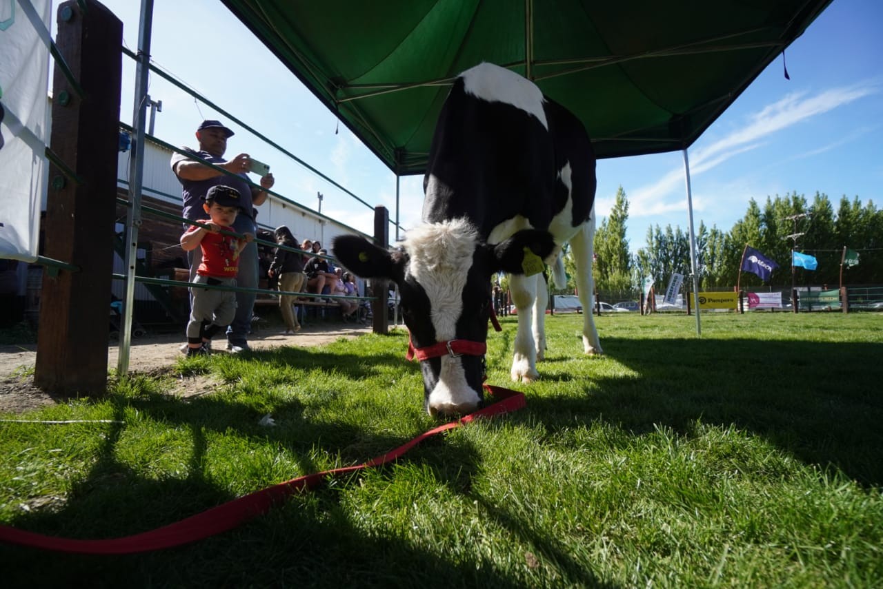  Victoria vive en el establecimiento escolar y comparte sus días con los profes y los alumnos. FOTO: LEANDRO FRANCO/LA OPINIÓN AUSTRAL
