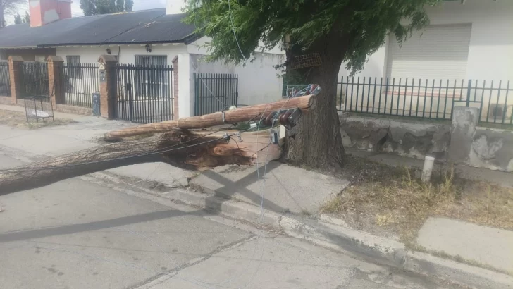Río Gallegos: el temporal de viento provocó caída de árboles y cables y SPSE recordó el número de emergencia