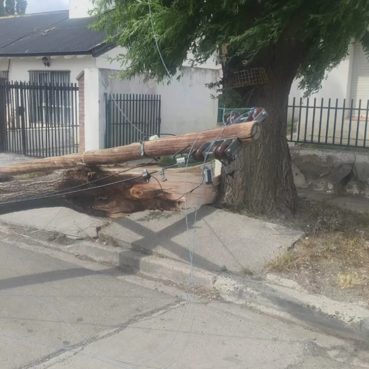 Río Gallegos: el temporal de viento provocó caída de árboles y cables y SPSE recordó el número de emergencia Río Gallegos: el temporal de viento provocó caída de árboles y cables y SPSE recordó el número de emergencia
