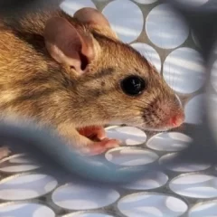 Alarma por hantavirus en Salta: 12 casos confirmados y cinco fallecidos